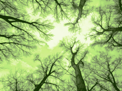 Bild-Nr: 9569398 crown of a tree - 3 Erstellt von: Galerie-Fotoeffekt