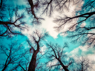 Bild-Nr: 9571118 Crown of a tree - 5 Erstellt von: Galerie-Fotoeffekt