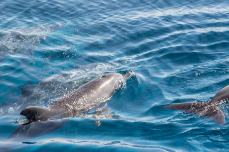 Bild-Nr: 11171330 Delfine Erstellt von: Kay Hecker