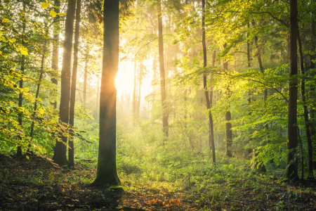 Bild-Nr: 11997331 Sonne im Wald Erstellt von: luxpediation