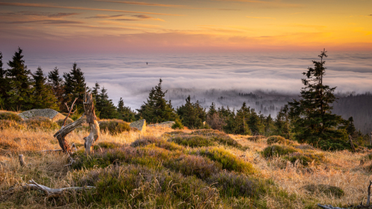 Bild-Nr: 12516191 Pure Natur im Harz  Erstellt von: Steffen Henze