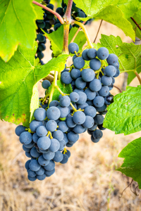Bild-Nr: 12750449 Weintrauben 88 Erstellt von: Erhard Hess