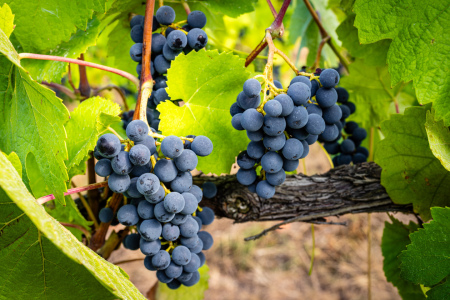 Bild-Nr: 12750450 Weintrauben 90 Erstellt von: Erhard Hess