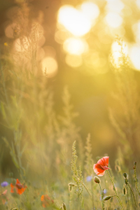 Bild-Nr: 12900427 Sommerabend im Mohnfeld Erstellt von: boegau-photography