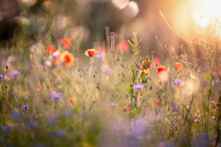 Bild-Nr: 12900961 Magie aus Licht und Blumen Erstellt von: boegau-photography
