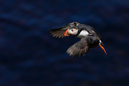 Bild-Nr: 12912633 Papageitaucher im Landeanflug Erstellt von: Daniela Beyer