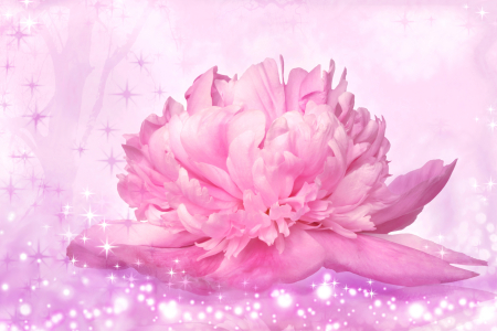 Bild-Nr: 11560060 Pfingstrose Fantasy Erstellt von: Darlya