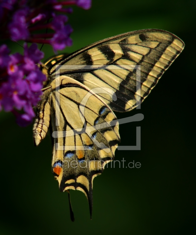 frei w&auml;hlbarer Bildausschnitt f&uuml;r Ihr Bild auf Tasse