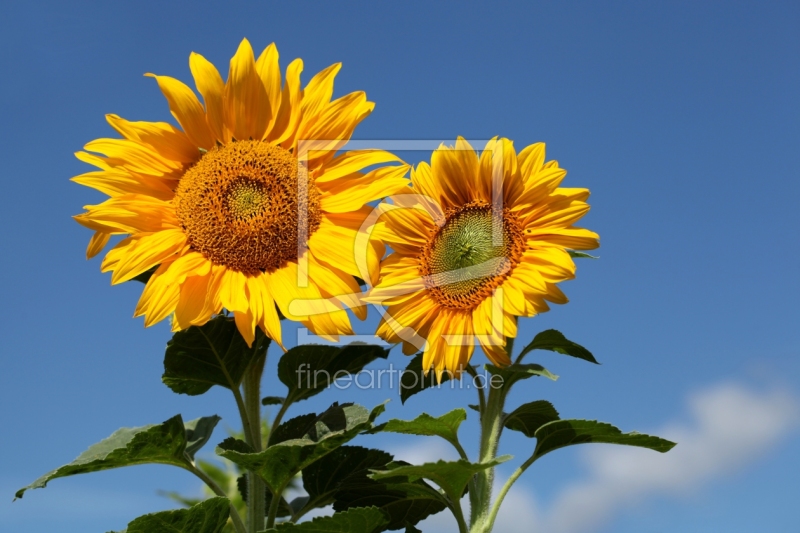 frei wählbarer Bildausschnitt für Ihr Bild auf Tasse