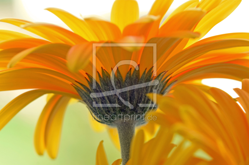 frei wählbarer Bildausschnitt für Ihr Bild auf Tasse