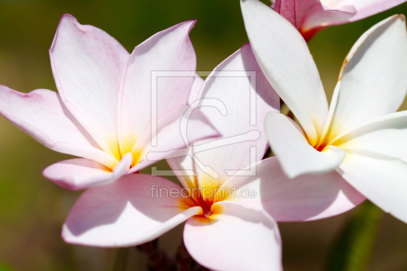 frei w&auml;hlbarer Bildausschnitt f&uuml;r Ihr Bild auf Tasse