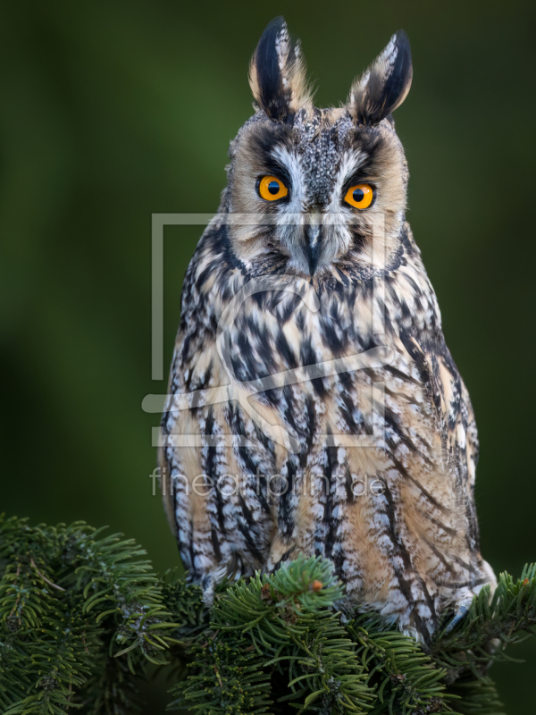 frei w&auml;hlbarer Bildausschnitt f&uuml;r Ihr Bild auf Tasse