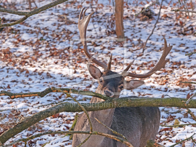frei wählbarer Bildausschnitt für Ihr Bild auf Tasse