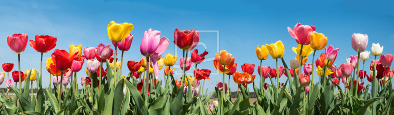 frei wählbarer Bildausschnitt für Ihr Bild auf Tasse