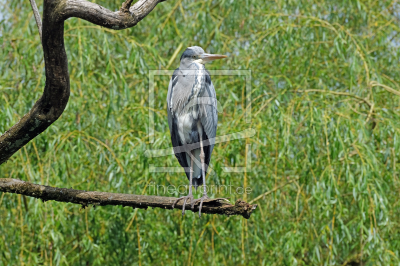 frei wählbarer Bildausschnitt für Ihr Bild auf Tasse