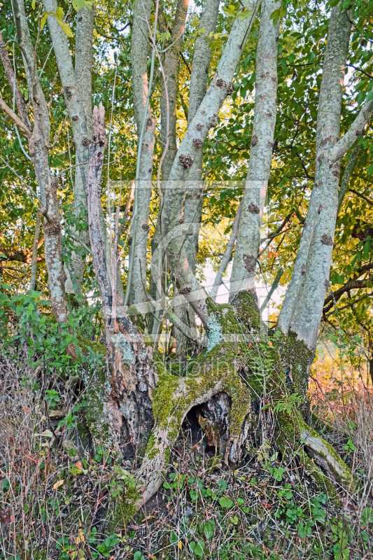 frei wählbarer Bildausschnitt für Ihr Bild auf Tasse