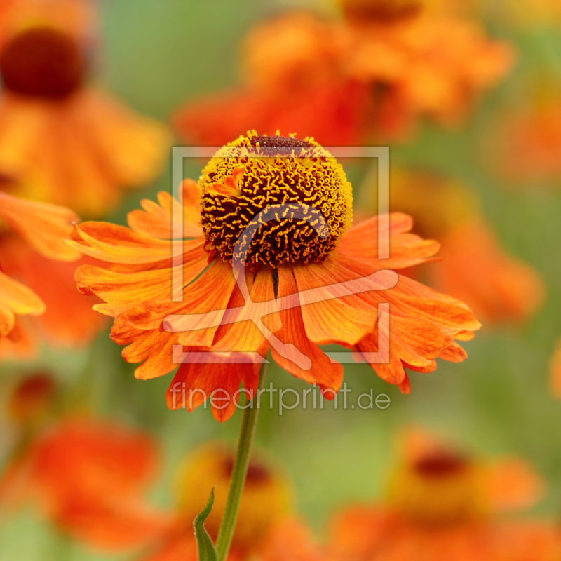 frei wählbarer Bildausschnitt für Ihr Bild auf Tasse