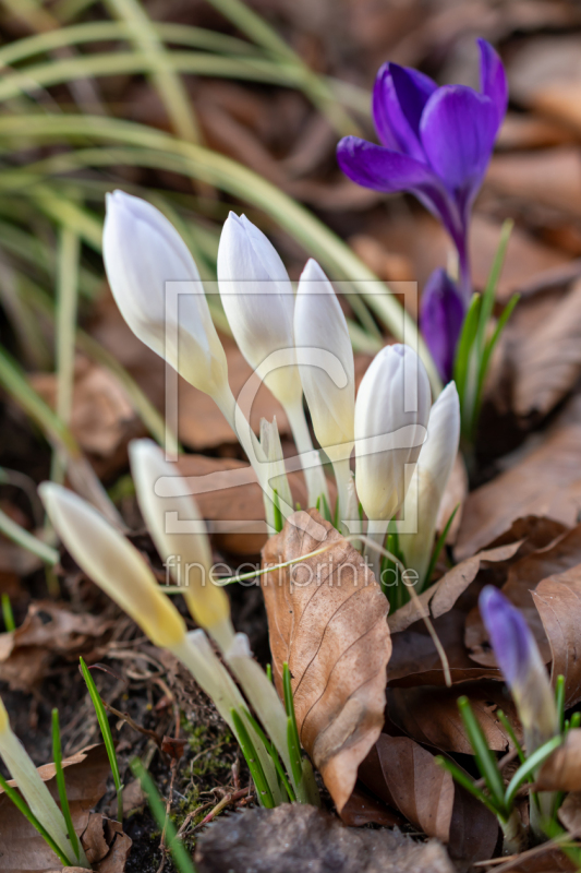 frei w&auml;hlbarer Bildausschnitt f&uuml;r Ihr Bild auf Tasse