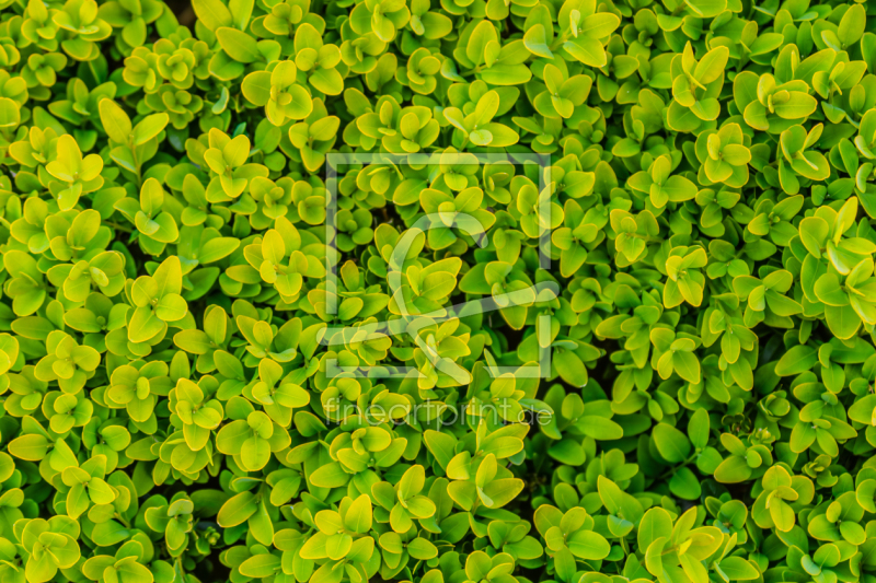 frei w&auml;hlbarer Bildausschnitt f&uuml;r Ihr Bild auf Tasse