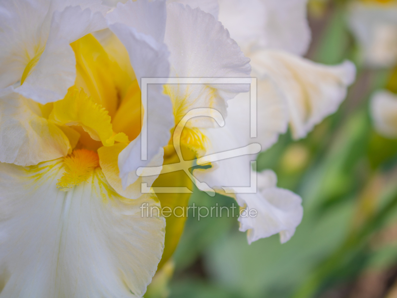 frei w&auml;hlbarer Bildausschnitt f&uuml;r Ihr Bild auf Tasse