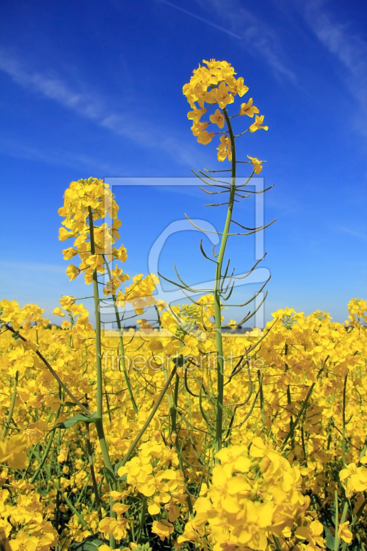 frei w&auml;hlbarer Bildausschnitt f&uuml;r Ihr Bild auf Tasse