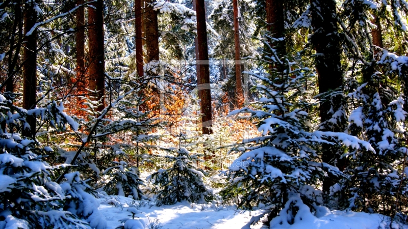 frei w&auml;hlbarer Bildausschnitt f&uuml;r Ihr Bild auf Tasse