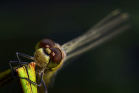 Bild-Nr: 10746825 dragon eyes Erstellt von: Gerhard726