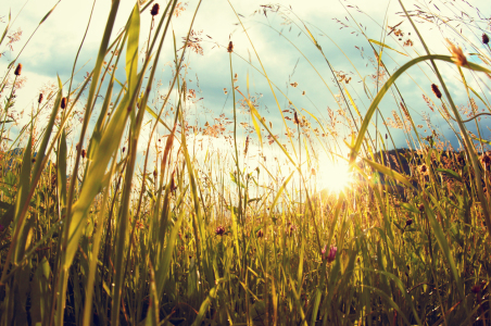 Bild-Nr: 10954805 SOMMERWIESE  Sonnenuntergang Erstellt von: Adriana-Pilic