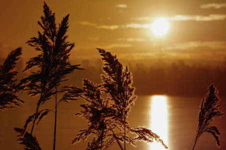 Bild-Nr: 11175882 sun up Erstellt von: Adriana-Pilic