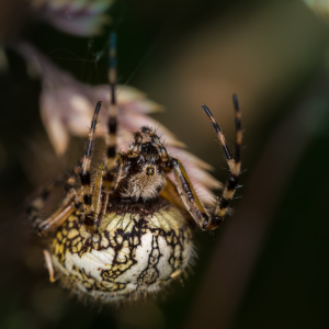 Bild-Nr: 11520014 Eichblatt-Radnetzspinne Aculepeira ceropegia Erstellt von: Richard-Young