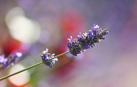 Bild-Nr: 11665482 Lavendel-Duft Erstellt von: youhaveadream