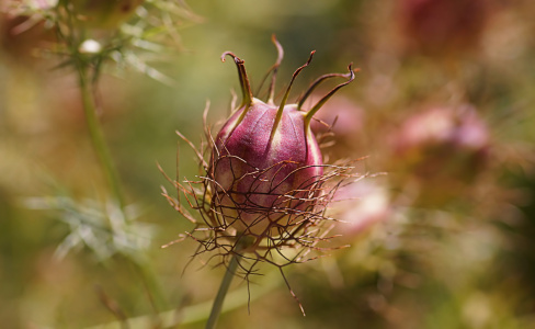 Bild-Nr: 11677854 Nigella Erstellt von: youhaveadream