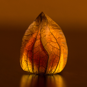 Bild-Nr: 11699278 Physalis Erstellt von: orcinus