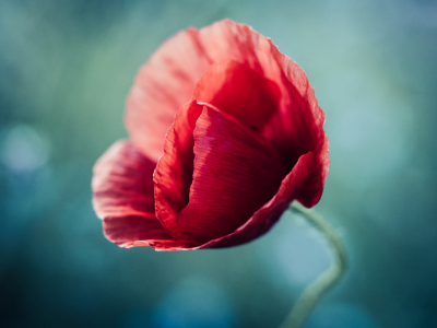 Bild-Nr: 11775084 Blütenzauber Erstellt von: Marierichphotography