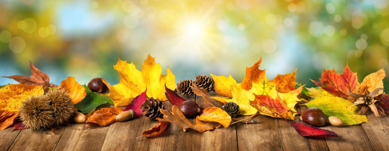 Bild-Nr: 12267237 Herbstblätter auf Natur Hintergrund Erstellt von: Smileus