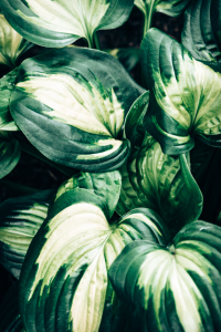 Bild-Nr: 12625765 Funkien Erstellt von: Steffen Gierok