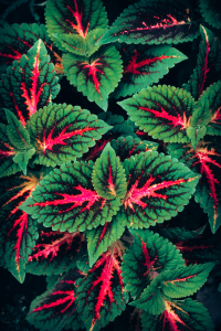 Bild-Nr: 12625770 Buntnessel Erstellt von: Steffen Gierok