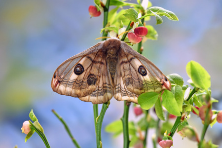 Bild-Nr: 12713542 Kleines Nachtpfauenauge Erstellt von: GUGIGEI