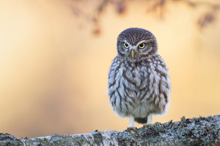 Bild-Nr: 12828834 Niedlicher Steinkauz mit prüfendem Blick Erstellt von: Daniela Beyer