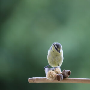 Bild-Nr: 12829745 Kleine Meise Erstellt von: Heike  Hultsch