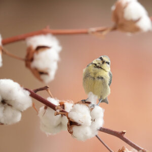 Bild-Nr: 12830214 Kleine neugierige Blaumeise Erstellt von: Heike  Hultsch