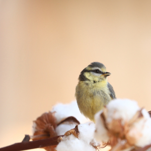 Bild-Nr: 12830215 Meisenbaby in der Natur Erstellt von: Heike  Hultsch