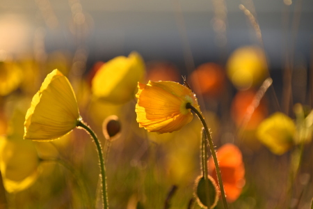Bild-Nr: 12835299 Islandmohn Erstellt von: GUGIGEI