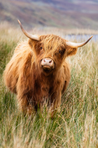 Bild-Nr: 12838585 Blickkontakt mt schottischem Hochlandrind Erstellt von: Daniela Beyer