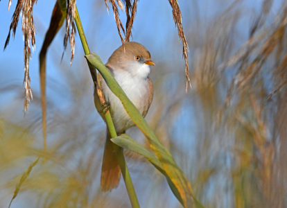 Bild-Nr: 12846621 Bartmeise Erstellt von: GUGIGEI