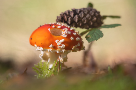 Bild-Nr: 12851058 Die fast perfekte Schönheit Erstellt von: Tanja Riedel