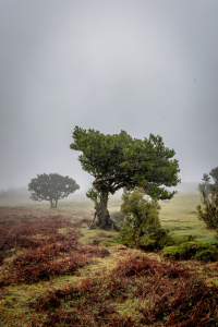 Bild-Nr: 12861889 Fanal Forest Erstellt von: DirkR