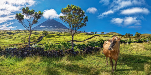 Bild-Nr: 12879107 Glückliche Kuh vor dem Vulkankegel Pico Erstellt von: Michael  Rucker