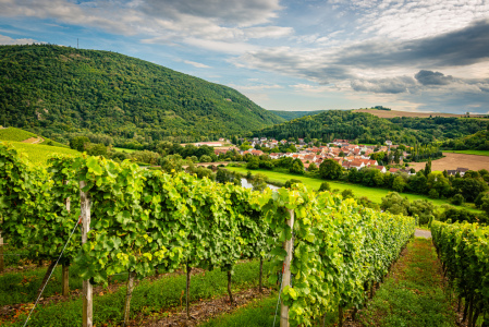 Bild-Nr: 12882917 Königlich Preussische Weinbau-Domäne 49 Erstellt von: Erhard Hess