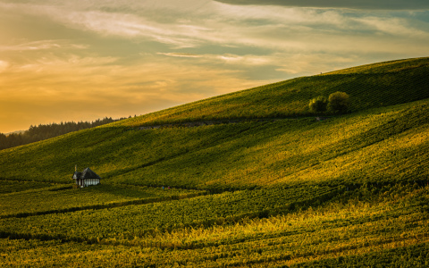 Bild-Nr: 12883974 Goldener Oktober 24 Erstellt von: Erhard Hess